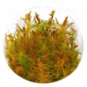 Eco Plant - Rotala Vietnam - InVitro small cup